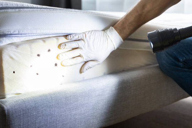 Best Mosquito Control Services  in Williamstown, WV