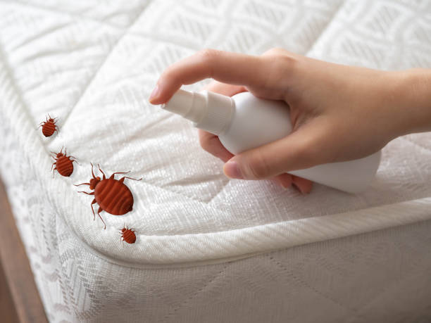 Best Ant Control Services  in Williamstown, WV