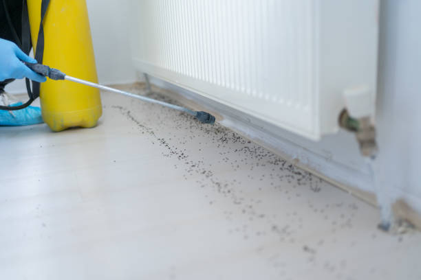 Flea Control Services in Williamstown, WV