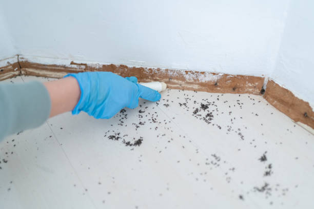 Best Bed Bug Extermination  in Williamstown, WV